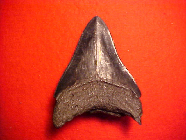 4. INCH Fossil Prehistoric Great White Shark Tooth CARCHARODON MEGALODON, #1555 Sharks Teeth - Image 2