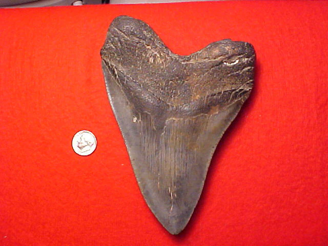 5. 15/16 (Just Under 6 INCH) Fossil Prehistoric Great White Shark Tooth CARCHARODON MEGALODON, #1442 Sharks Teeth - Image 2