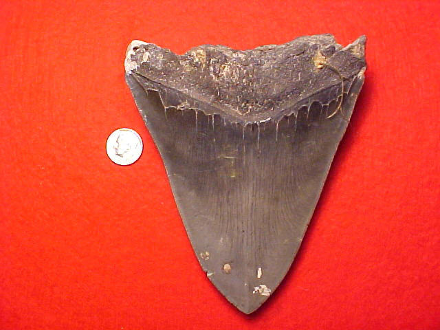 5.25 INCH Fossil Prehistoric Great White Shark Tooth CARCHARODON MEGALODON, #1453 Sharks Teeth - Image 2
