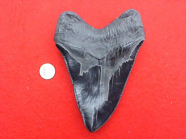 5.25 INCH Fossil Prehistoric Great White Shark Tooth CARCHARODON MEGALODON, #1487 Sharks Teeth - Image 2