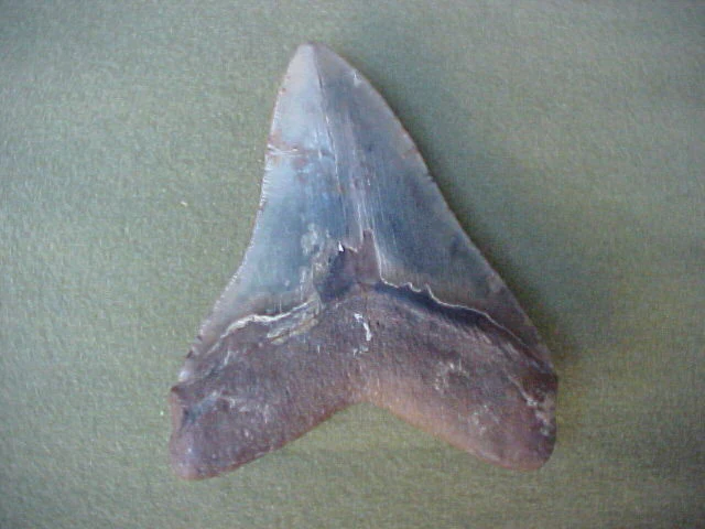 5.5 INCH Fossil Prehistoric Great White Shark Tooth CARCHARODON MEGALODON, #359 Sharks Teeth - Image 2