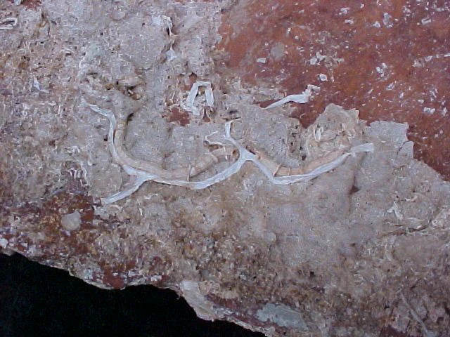 A Great Spanish New World Artifact From A Shipwreck; Top Portion of a Pottery Olive Jar, #1569 Treasure Artifacts - Image 5