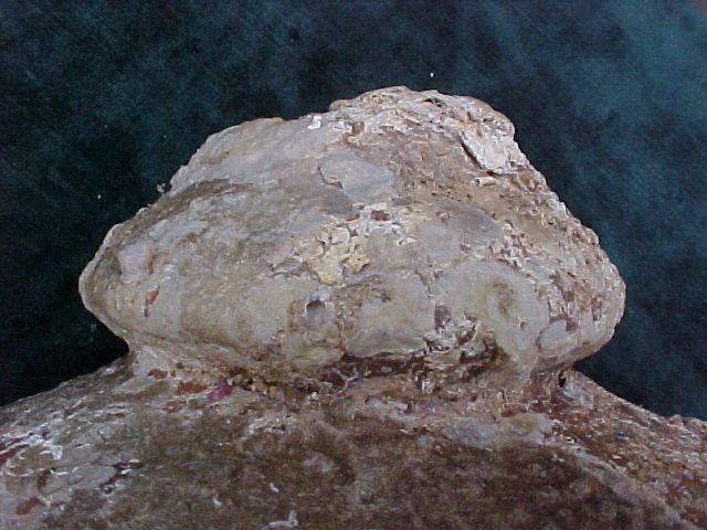 A Great Spanish New World Artifact From A Shipwreck; Top Portion of a Pottery Olive Jar, #1569 Treasure Artifacts - Image 6