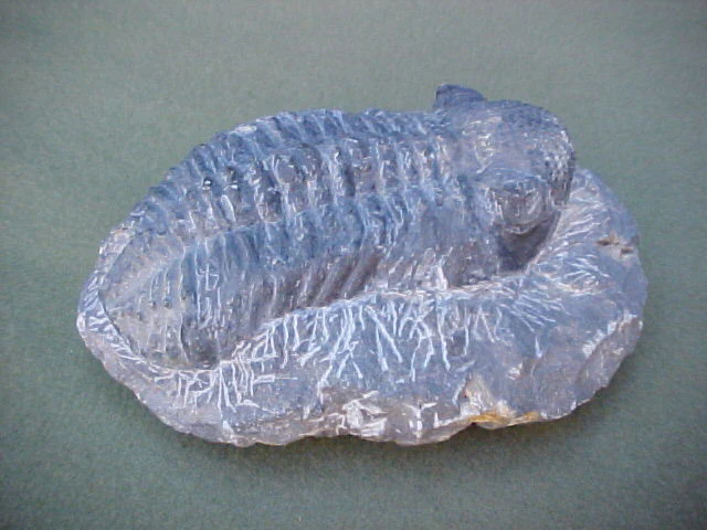 Fossil of a largeTrilobite, #428 Sharks Teeth - Image 2