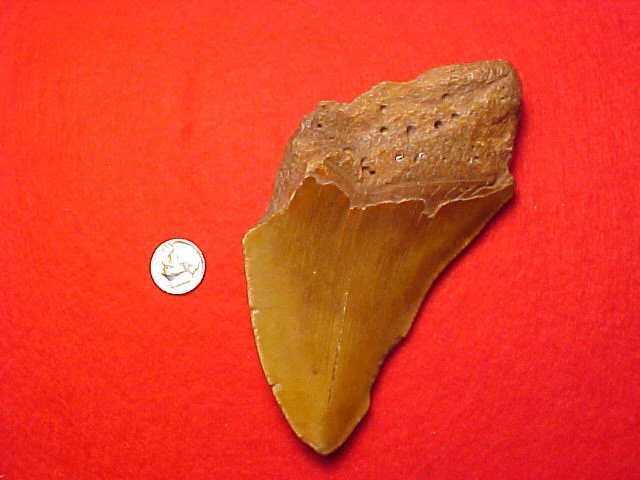 Fossil Prehistoric Great White Shark 3/4 Tooth CARCHARODON MEGALODON, #1443 Sharks Teeth - Image 2