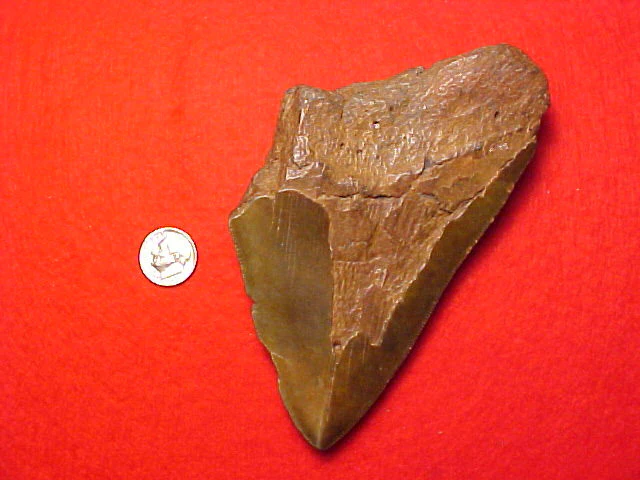 Fossil Prehistoric Great White Shark 3/4 Tooth CARCHARODON MEGALODON, #1444 Sharks Teeth - Image 2