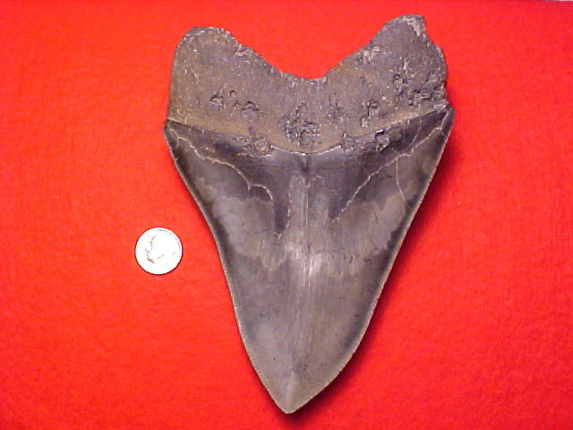 MASSIVE 5.15/16 INCH (Just Under 6 INCH) Fossil Prehistoric Great White Shark Tooth CARCHARODON MEGALODON, #1458 Sharks Teeth - Image 2