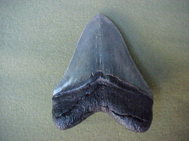 Massive 5.5 Fossil Prehistoric Shark Tooth, #413 Sharks Teeth - Image 2