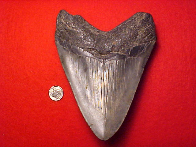 MASSIVE 5.7/8 INCH Fossil Prehistoric Great White Shark Tooth CARCHARODON MEGALODON, #1451 Sharks Teeth - Image 2