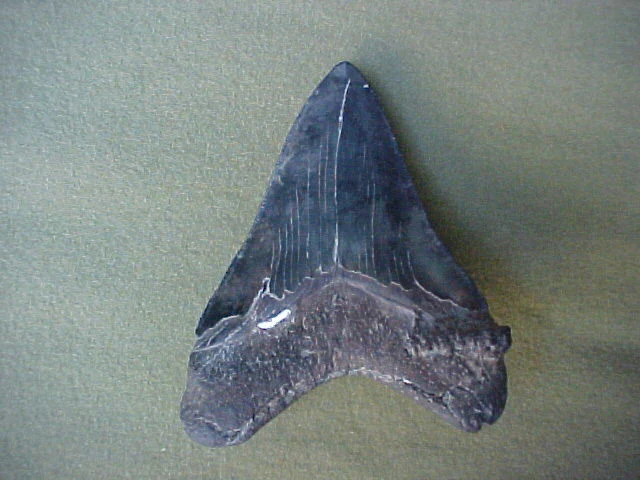Massive 5.75 Fossil Prehistoric Shark Tooth, #414 Sharks Teeth - Image 2