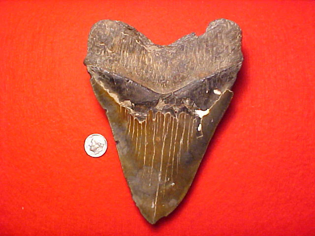 MASSIVE 6. 1/8 INCH Fossil Prehistoric Great White Shark Tooth CARCHARODON MEGALODON, #1462 Sharks Teeth - Image 2