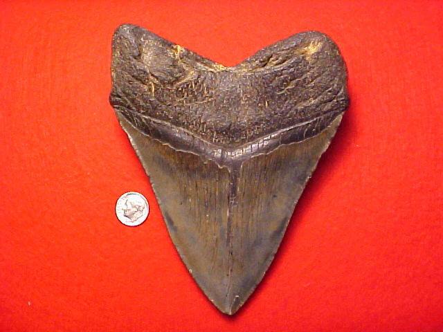 MASSIVE 6 INCH Fossil Prehistoric Great White Shark Tooth CARCHARODON MEGALODON, #1449 Sharks Teeth - Image 2