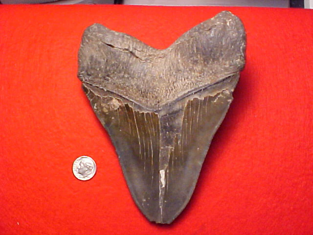 MASSIVE 6 INCH Fossil Prehistoric Great White Shark Tooth CARCHARODON MEGALODON, #1459 Sharks Teeth - Image 2