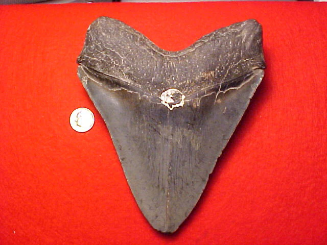 MASSIVE 6 INCH Fossil Prehistoric Great White Shark Tooth CARCHARODON MEGALODON, #1461 Sharks Teeth - Image 2
