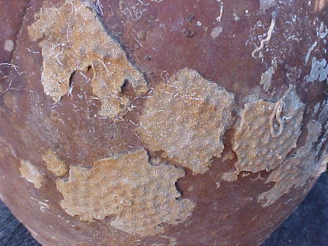 Spanish New World Artifact From A Shipwreck; Flat Bottom Pottery Olive Jar, #1513 Treasure Artifacts - Image 6