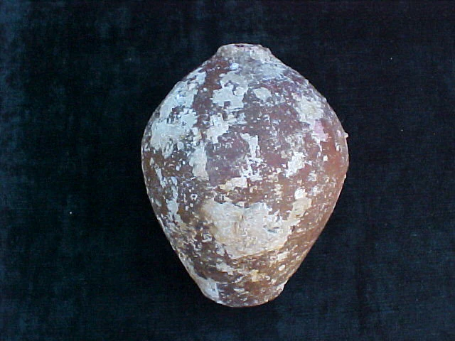 Spanish New World Artifact From A Shipwreck; Flat Bottom Pottery Olive Jar, #1587 Treasure Artifacts - Image 4
