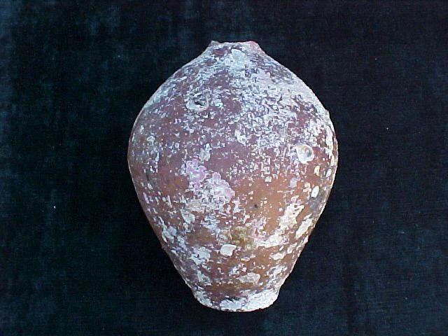 Spanish New World Artifact From A Shipwreck; Flat Bottom Pottery Olive Jar, #1587 Treasure Artifacts - Image 5